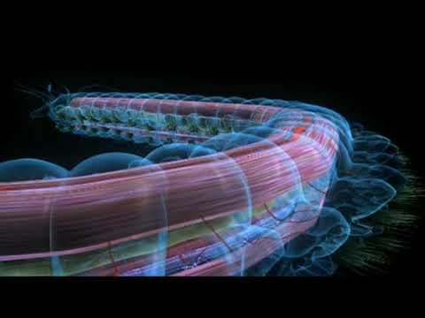 Annelid Animation - Body Plan