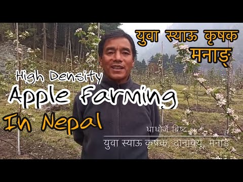 मनाङ्गमा स्याउ खेती र युवाको संलग्नता