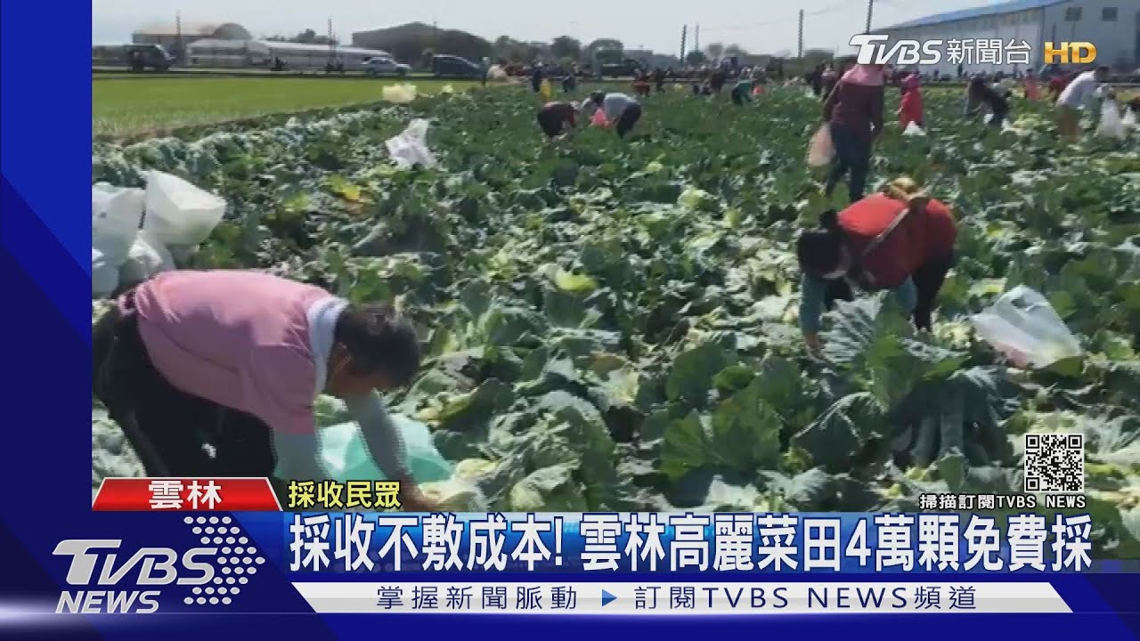 採收不敷成本! 雲林高麗菜田4萬顆免費採