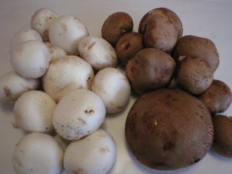 Mushrooms 101 - How to Prepare Mushrooms