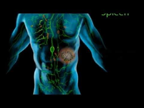 HOW IT WORKS: The Lymphatic System (720p)