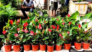 Anthurium Rongoon Table Kamini Hardy Hibiscus Golden Champa At Galiff 