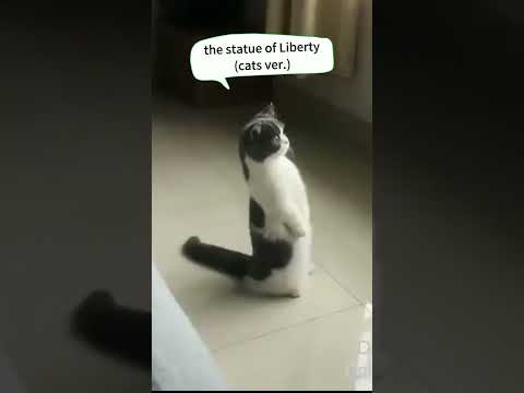 the statue of Liberty (cats ver)