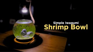DIY Iwagumi Shrimp Bowl Aquascape (Beginner-Friendly)