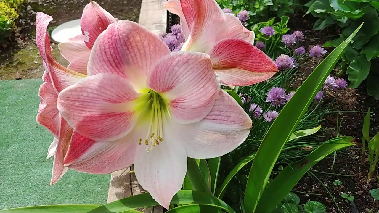 AMARYLLIS La suegra y la nuera