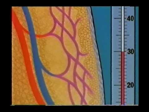 Hypotermi - hvordan virker kroppen på varme/kulde