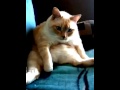 Cat Hiccups And Farts At The Same Time