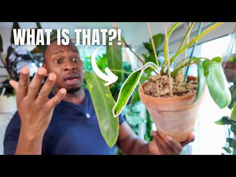 Philodendron Spiritus Sancti | TWO Year Update