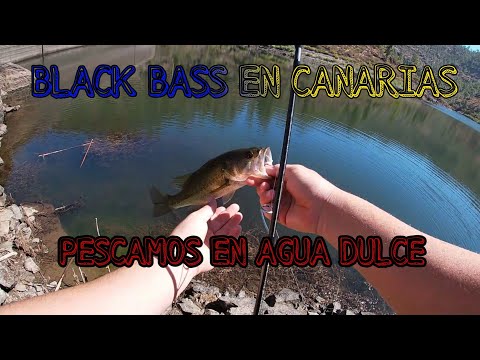 Bassfiskeri på Gran Canaria