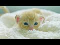 Cute Animal Videos Cute Animal Videos Status Cute Cat 30second Video Status Beautiful Animal Babies