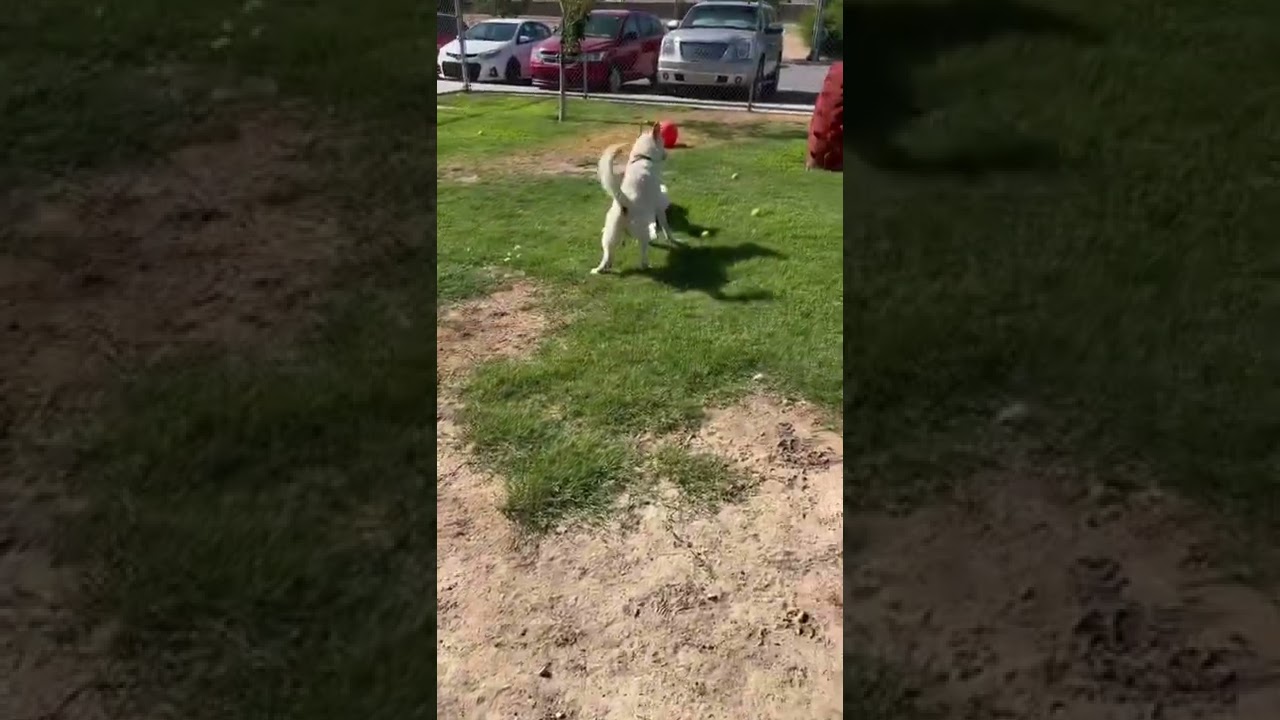 Enlarge May, a Adoptable Husky in Yuma, AZ video 6/6