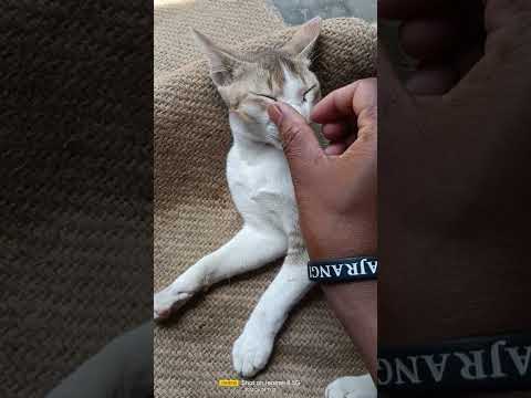 #catslover #dishan#plzviral #kitten #animalindia