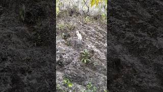 Download lagu #cat ⛰️🐱 mp3