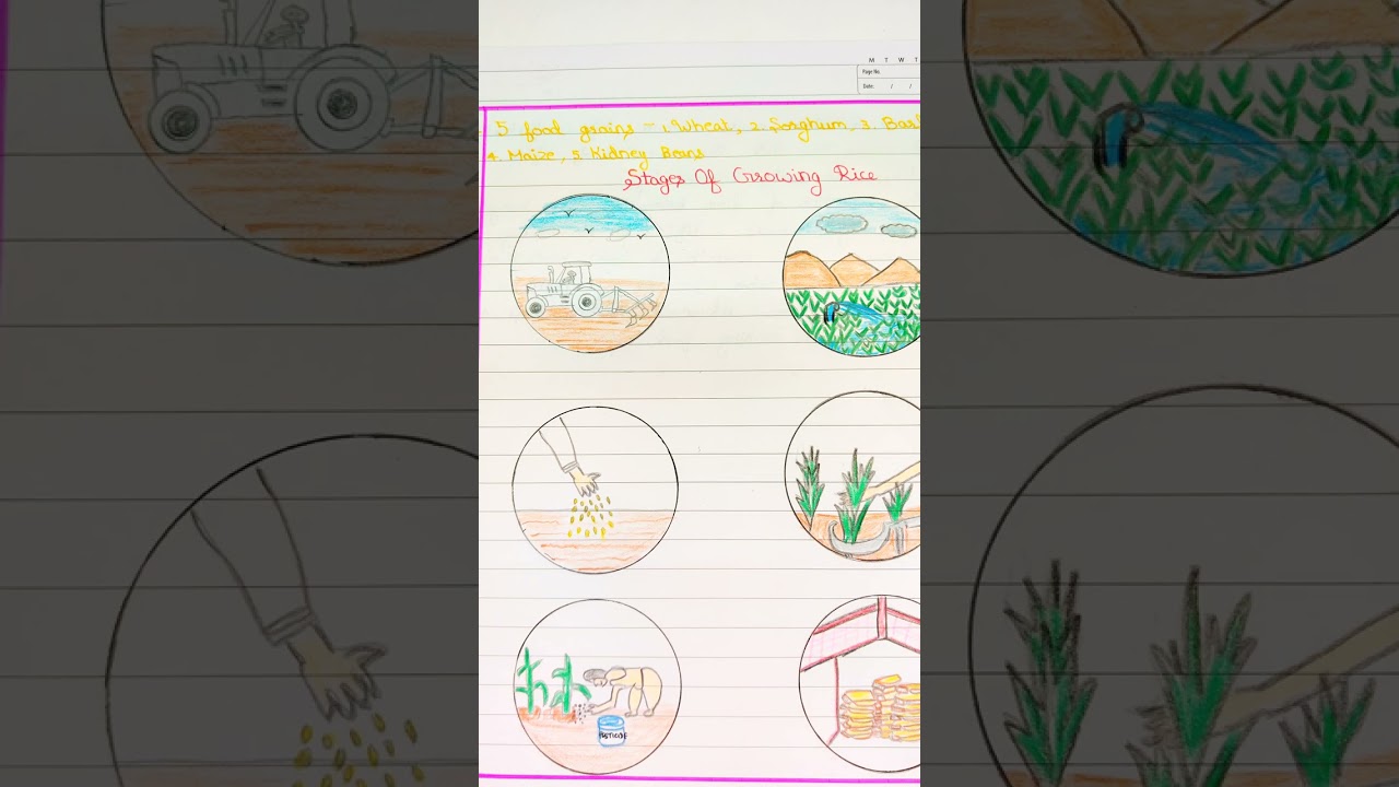 Stages Of Crop Production Drawing | Farming Grains Drawing