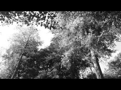 The Sound of Trees