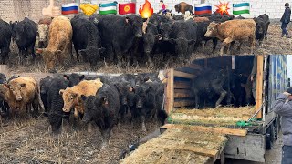 Download lagu 🇷🇺🤝👍🏻150 БОШ АНГУС ВАГЕРЕНФОРД БУҚАЛАР НАМАНГАН ТЎРАҚЎРҒОН ШАХАНДДА.  mp3