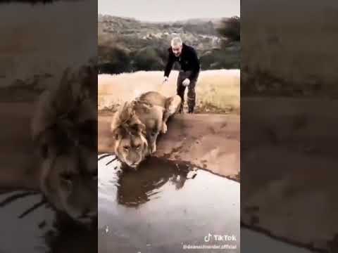 Forming the Lion Pride - Dean Schneider