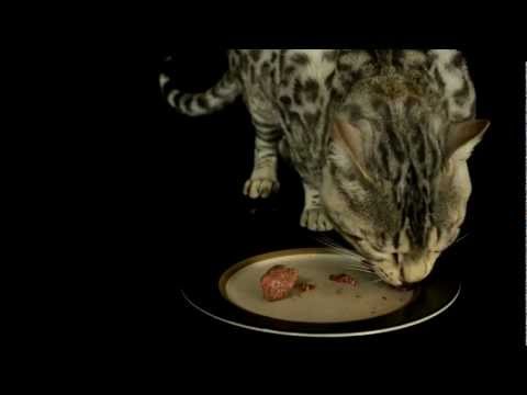 Introduction To Bengal Cats Part 3: Care & Maintenance