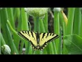 Veganic Grower's Hour #11 Insect presence and pressures