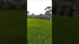 Download lagu Damai suasana di kampung ciseke banten serasa kembali ke zaman dulu #shorts #sunda #banten #sawah mp3