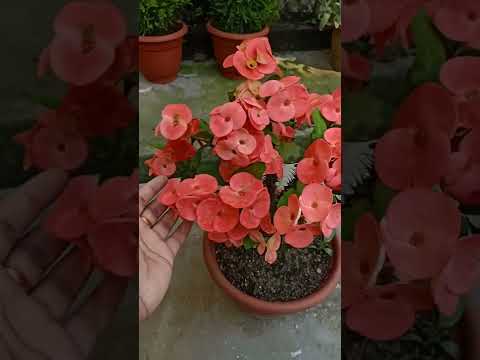 My Euphorbia Milli Plant in Spring (Variety-1)||Fahmida's Gardening#shorts