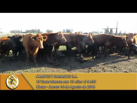 16-08-18 Venta de Vientres - Campos y Ganados S.A. - Claraz.
