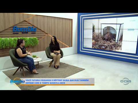 O Dia TV