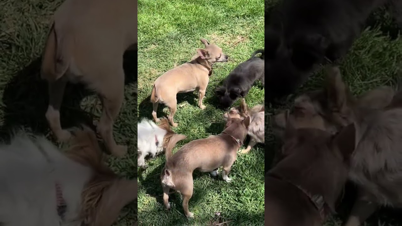 Enjoying the day 🐶 #doggielife #chihuahuadog #chihuahua