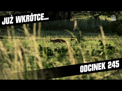 Darz Bór zapowiedź odcinka 245