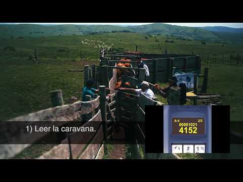 2   Preñadas o vacías