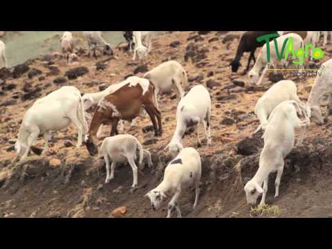 , title : 'Cría de Cabras en el Desierto de la Tatacoa - TvAgro por Juan Gonzalo Angel'