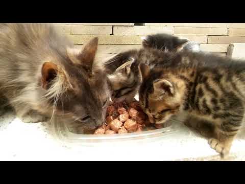 Mother cat and Kittens eating cat food - so adorable