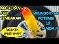 MASTERAN LOVE BIRD NGEKEK PANJANG SPEED RAPAT