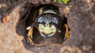Lifecycle of the European Beewolf wasp - short story with narration