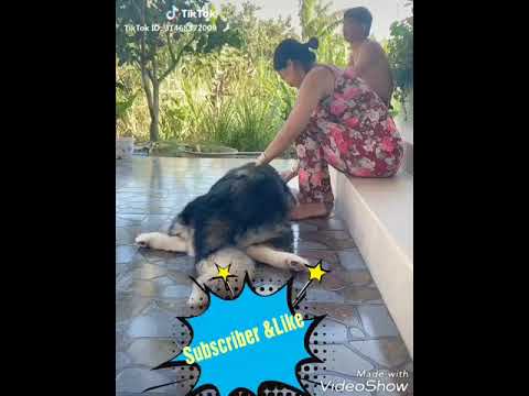 Cute girl sitting confidently with dogs in the room sleeping all night | teach dogs to laugh (EP 07)