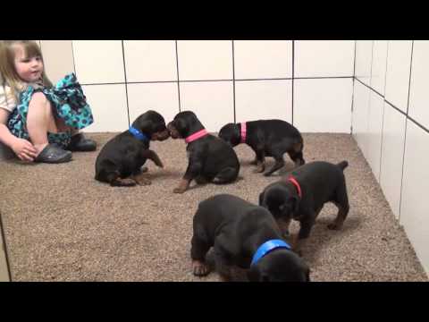 3 week old Doberman puppies bred for serious protection