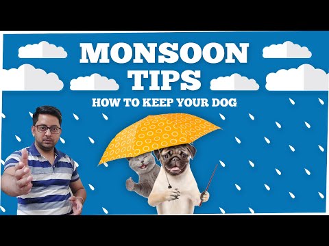 How to keep your Pet/Dog healthy during Monsoon or Rainy season ? Meet TYLA | SRI SAI PET WORLD
