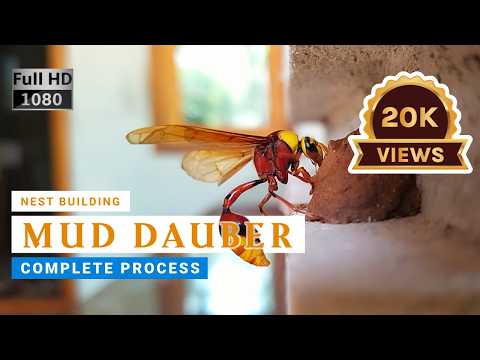 Mud Dauber Photos