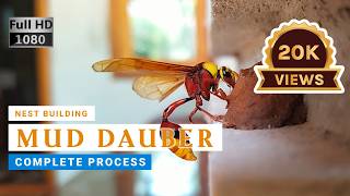 How Mud Dauber Build Its Nest! Nature at Work | GeoFrames #wasp #insects