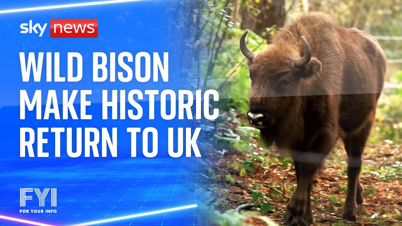 Wild bison make historic return to the UK