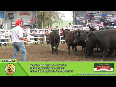 10-10-19 - Venta de Vaquillonas - Estancias y Cabañas Don Benjamín - Huinca Renancó (CBA.)