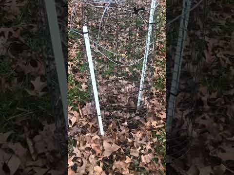 This oak grew only 6” in one year!