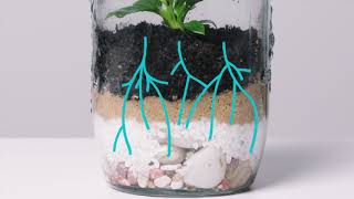 Water cycle and terrarium experiment