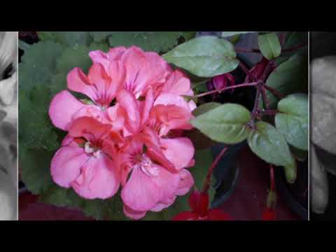 Danica Obrenic   Stojanke, bela, Vranjanke! uz