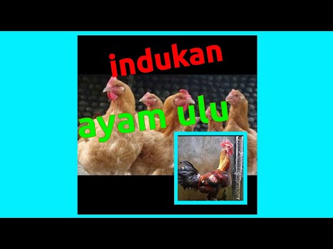 , title : 'Ayam pelung x betina sasso'