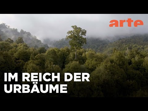 Neuseeland - Wald der Riesen | ARTE Family