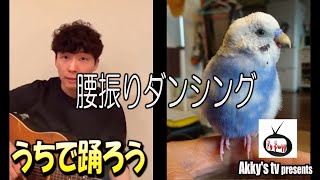【#うちで踊ろう】星野源さん × インコのみーちゃん