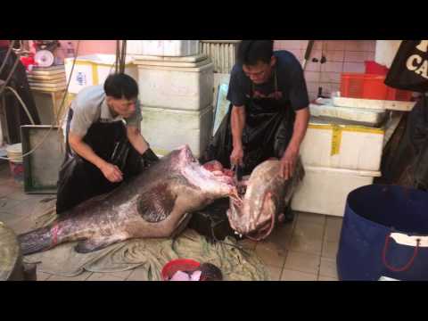 Hong Kong seafood of fisherman 西環魚王 休魚期間，都可見到深海野生220斤龍躉1/3