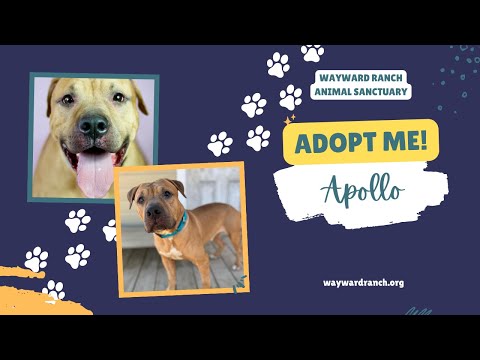 Apollo, an adoptable Mastiff & Pit Bull Terrier Mix in Kerhonkson, NY_image-1