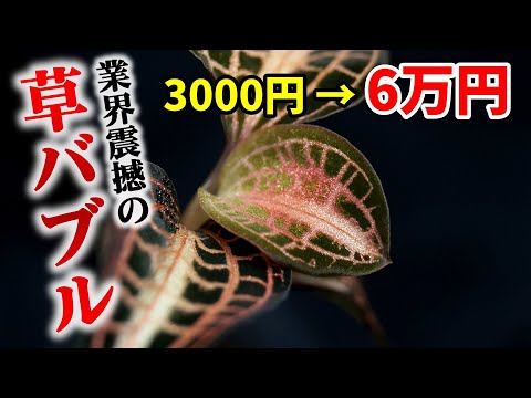 園芸 ジュエルランの種類と栽培方法